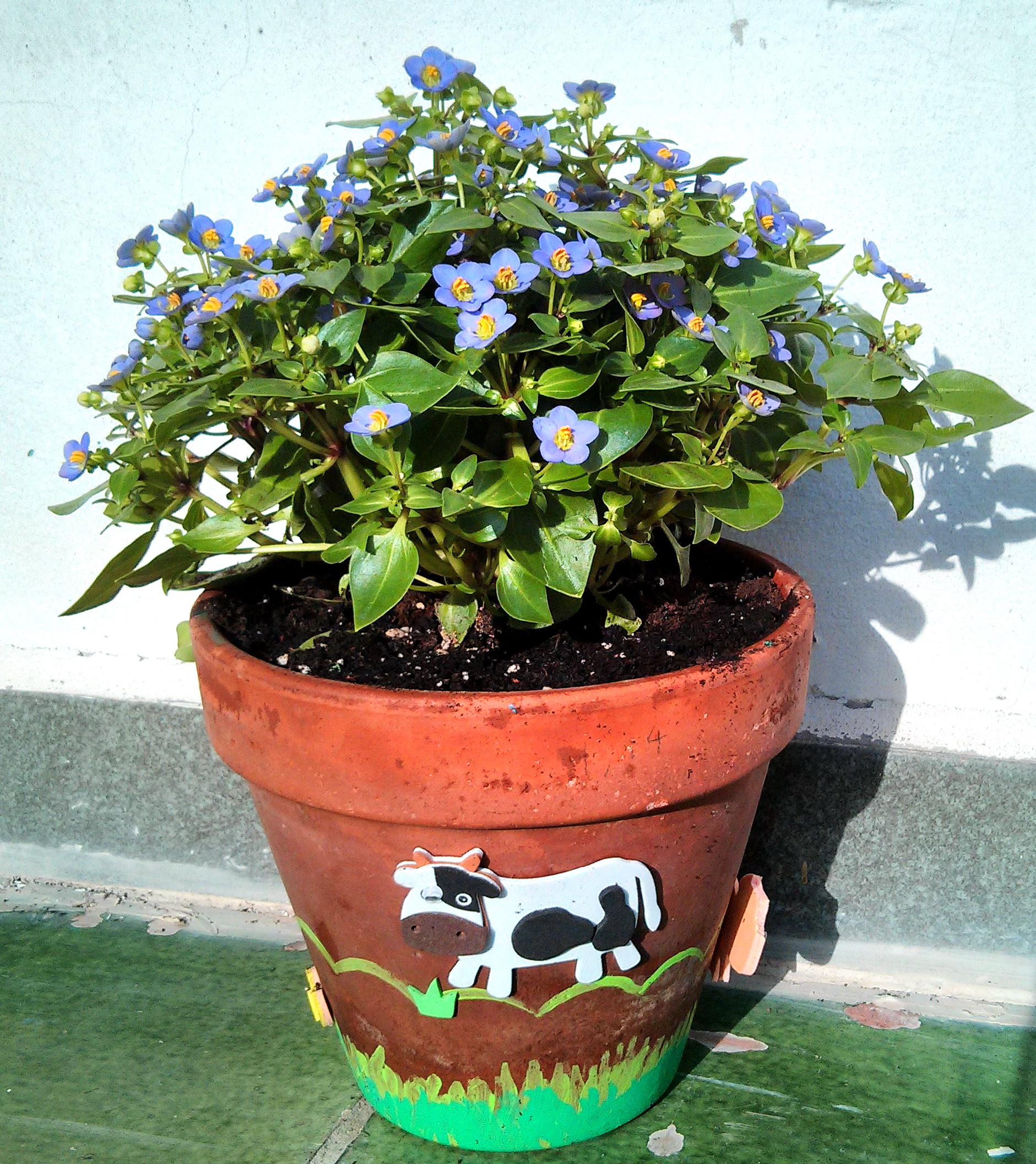 Exacum affine- Violeta persa, de floración prolongada y fragante. | Garden  Center Bordas
