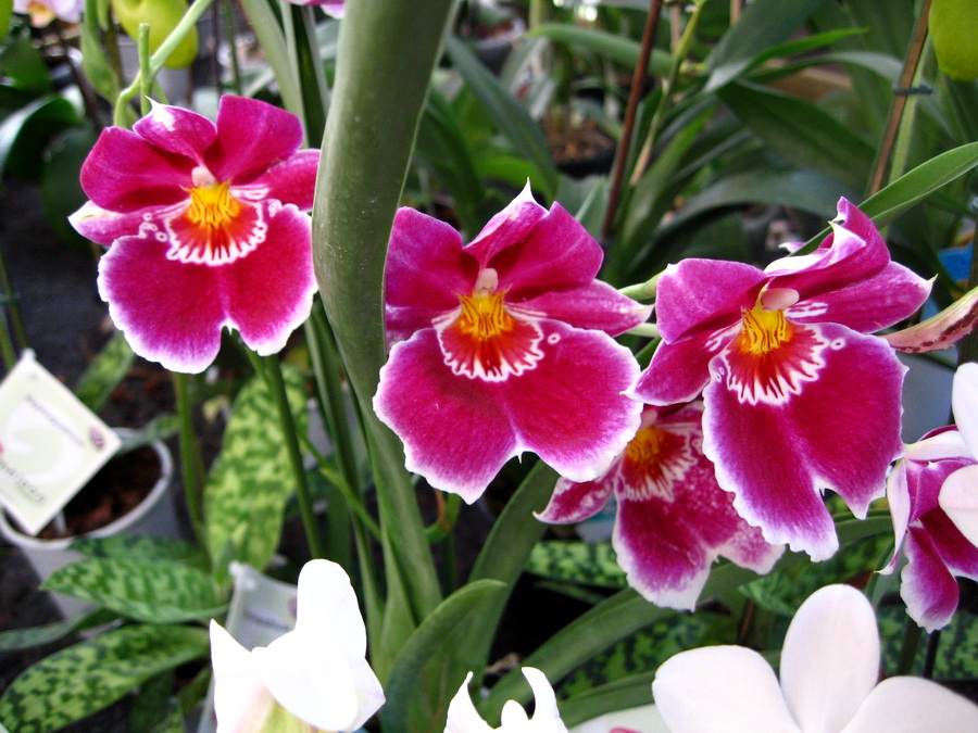 Secretos sobre el cuidado de las orquídeas | Garden Center Bordas