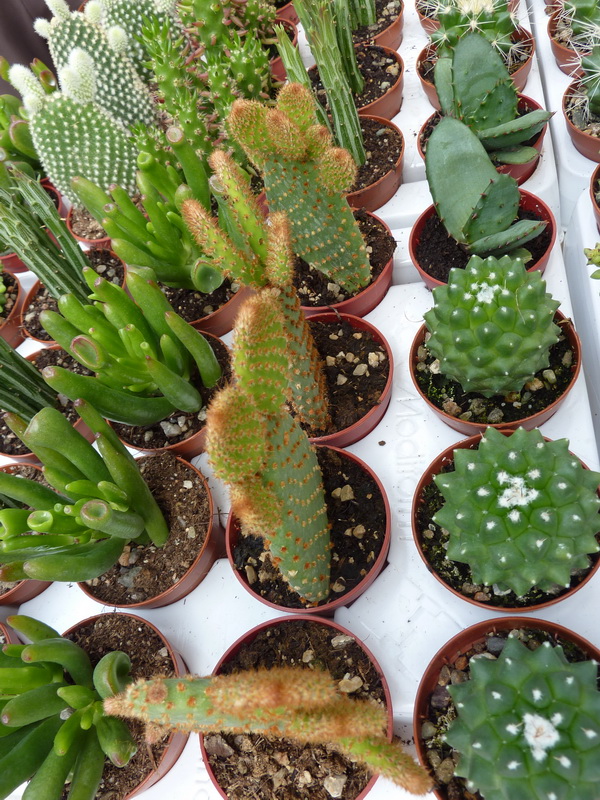 diferenciar a cactus de planta suculenta? | Garden Bordas
