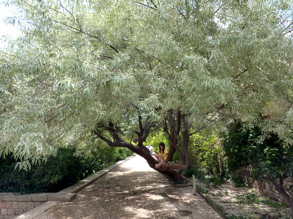 Uno de los árboles más sostenibles y bellos. | Garden Center Bordas