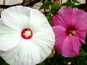 hibiscus- moscheutos-bordas