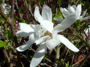 magnolia stellata-bordas