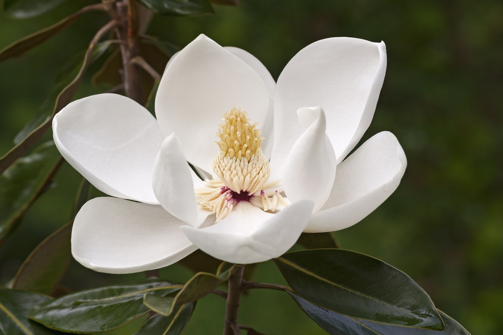 Si quieres enamorarte de las magnolias, debes conocer la diferencia entre  ellas. | Garden Center Bordas