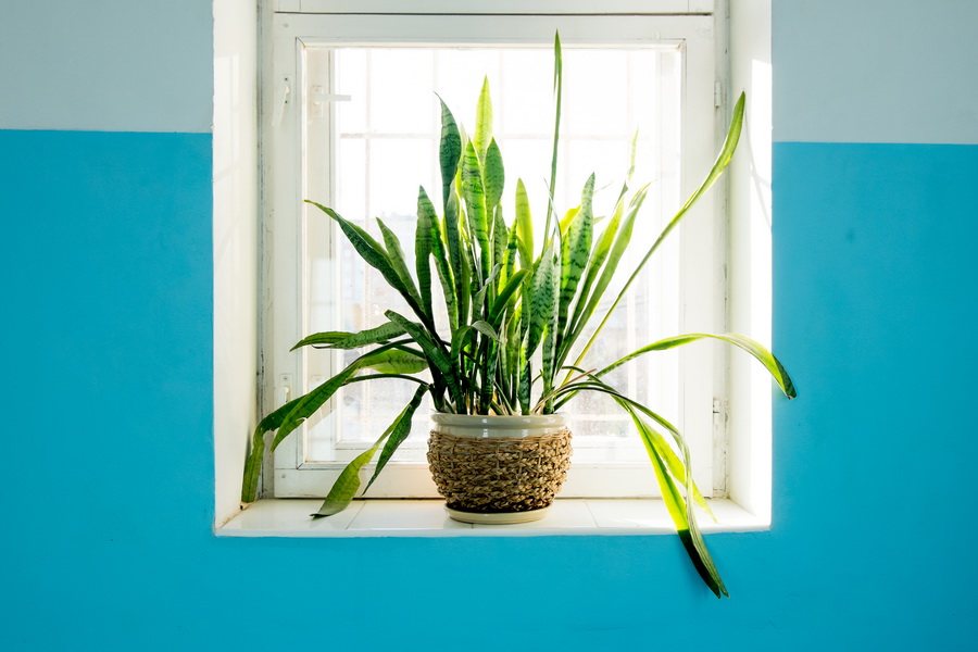plantas -interior-bordas