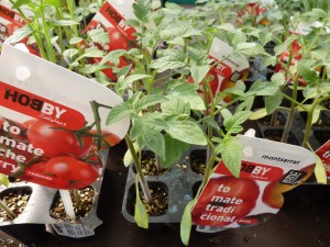 tomateras plantel-bordas