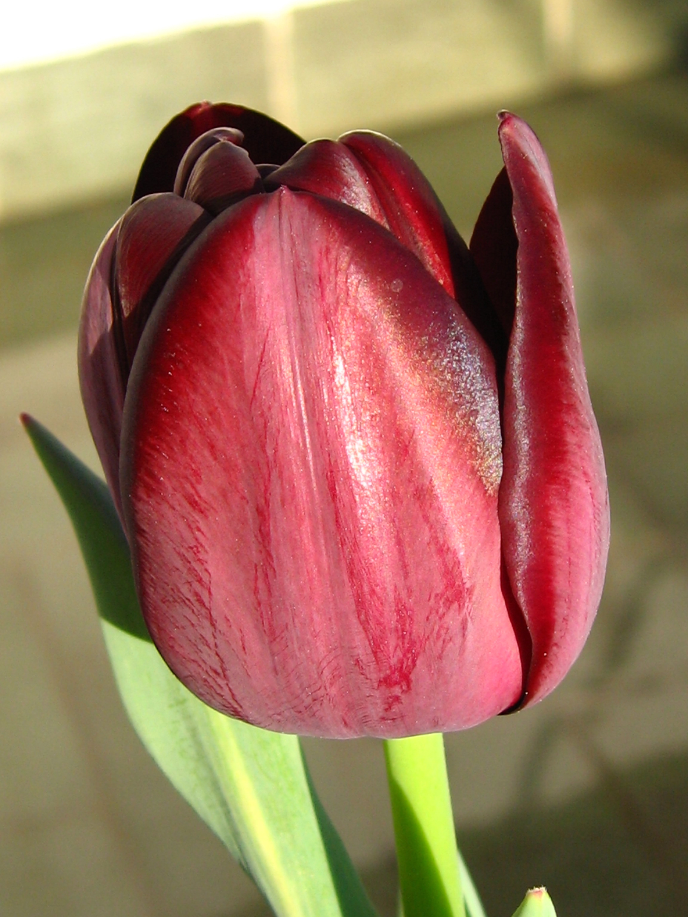 tulipa-4