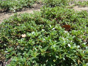 verdolaga-bordas-portulaca oleracea